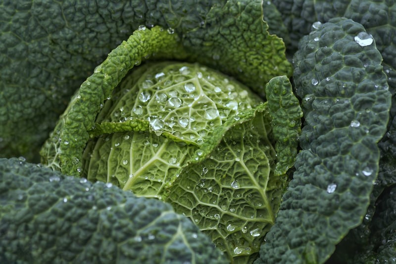 Leafy Photography