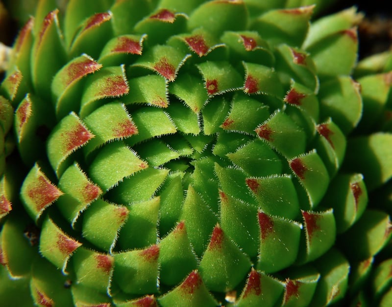 Succulent Species